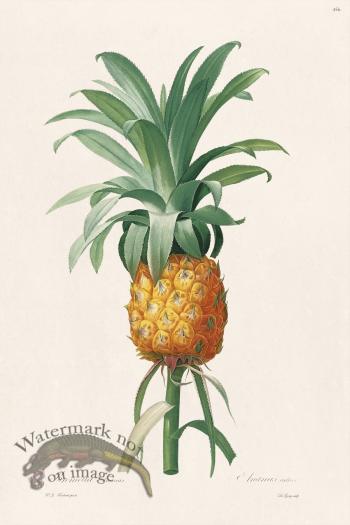 Les Liliacees Redoute 456